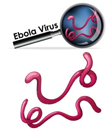 Ebola virus