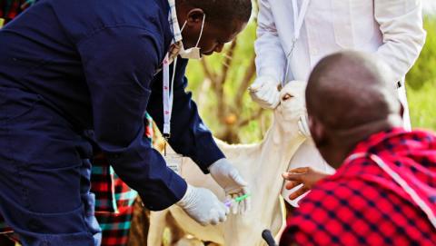 FAO, IGAD call for action on Rift Valley Fever in Eastern Africa