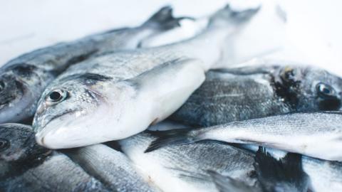 Fertility experts warn against consumption of large fish