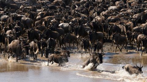 Wildebeest head during migration (Photo by Freepik)