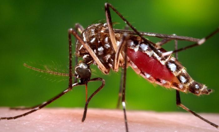 EAC urges Partner States to step up preventive measures against vector-borne diseases after heavy rains