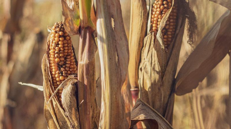 High aflatoxin levels: Uganda set to destroy 1,700 tones of maize